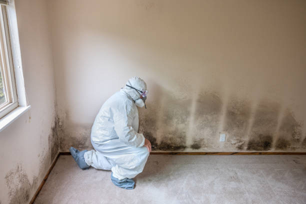 Best Commercial Mold Inspection  in Biscoe, NC