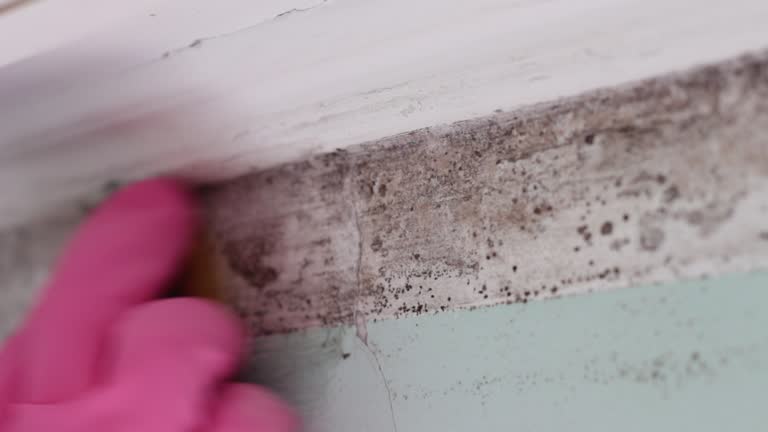 Best Mold Odor Removal Services  in Biscoe, NC